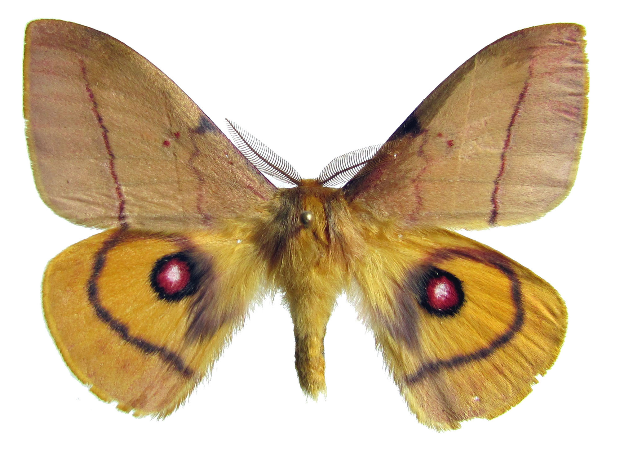 Satúrnidos, grandes polillas otoñales | Museo Nacional de